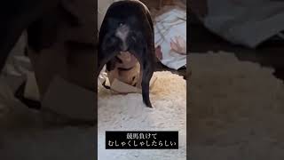日めくりカレンダーめくるの覚えた犬がむしゃくしゃすると時進めてくる #ボストンテリア