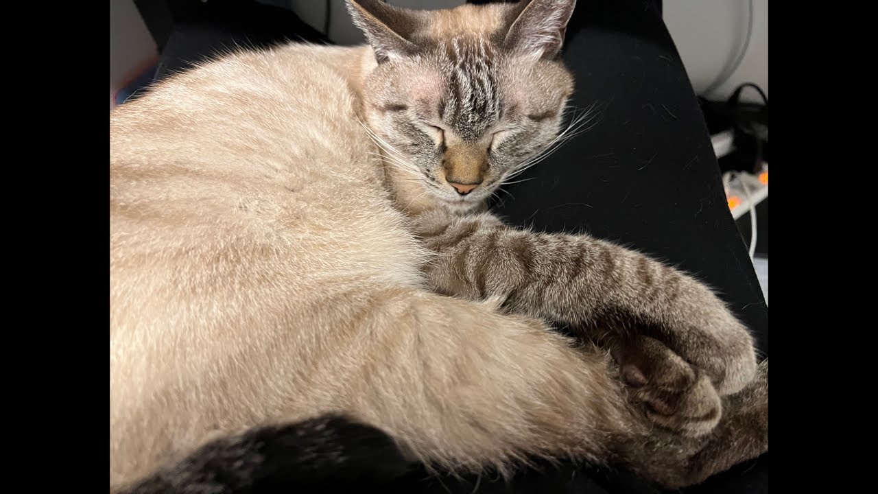 デュフィちん爆睡中