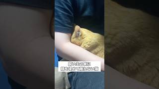 1日泊まりがけの仕事から帰ってきた日、寂しさが爆発してた #猫 #茶トラ #猫動画 #shorts