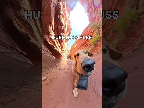 This might be the coolest hike I’ve been on 🙂‍↔️🏜️ #dogsofyoutube #dogs #goldenretriever