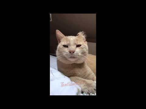 This is why Cat is the Most Cute Animal (Cute and Funny Cat Videos Compilation 2021) #3