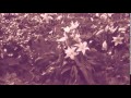Current 93 - Quiet Crosses 