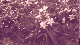 Current 93 - Quiet Crosses