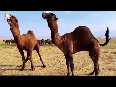 OOWR DOOBINAYSO | GEEL | CAMEL | جمل