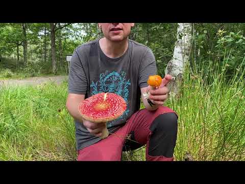 Röd flugsvamp kan förväxlas med kremlor (Plocka ALDRIG en svamp om ni inte är 100% säkra!!!)
