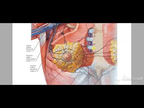 Breast lymphatic drinage