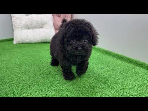 YouTube動画のサムネイル