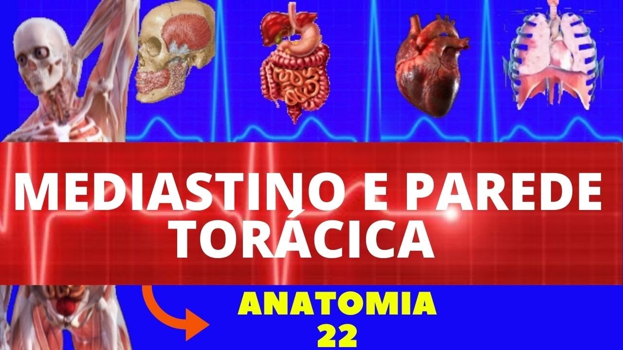 ANATOMIA DO MEDIASTINO E PAREDE TORÁCICA (ANATOMIA HUMANA) #ANATOMIA