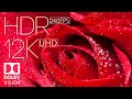WORLD MOST BEAUTIFUL FLOWERS IN 12K HDR 240fps DOLBY VISION With Instrumental Music