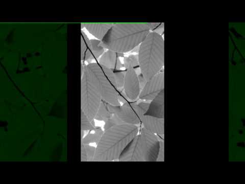 Da me tua visão 546 hcc tenor