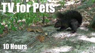 Black Squirrels, Chipmunks and Forest Friends - 10 Hour Cat TV for Pets to Watch - Oct 02, 2025
