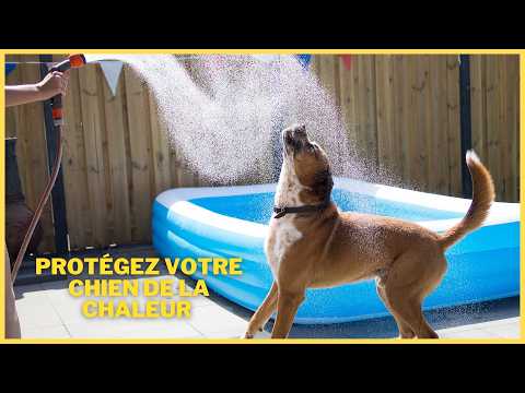 Tapis rafraîchissant Nobleza pour chien : arnaque ou miracle ?