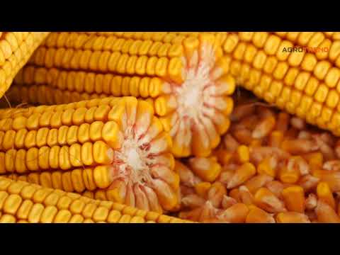 Maissamen vom Getreideforscher | GKT3213 | super früh | FAO 240 | Maiskörner
