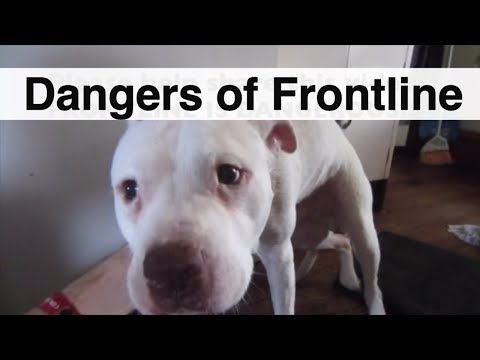 Dangers of Frontline - Frontline Poisoning - Frontline Dog Side Effects