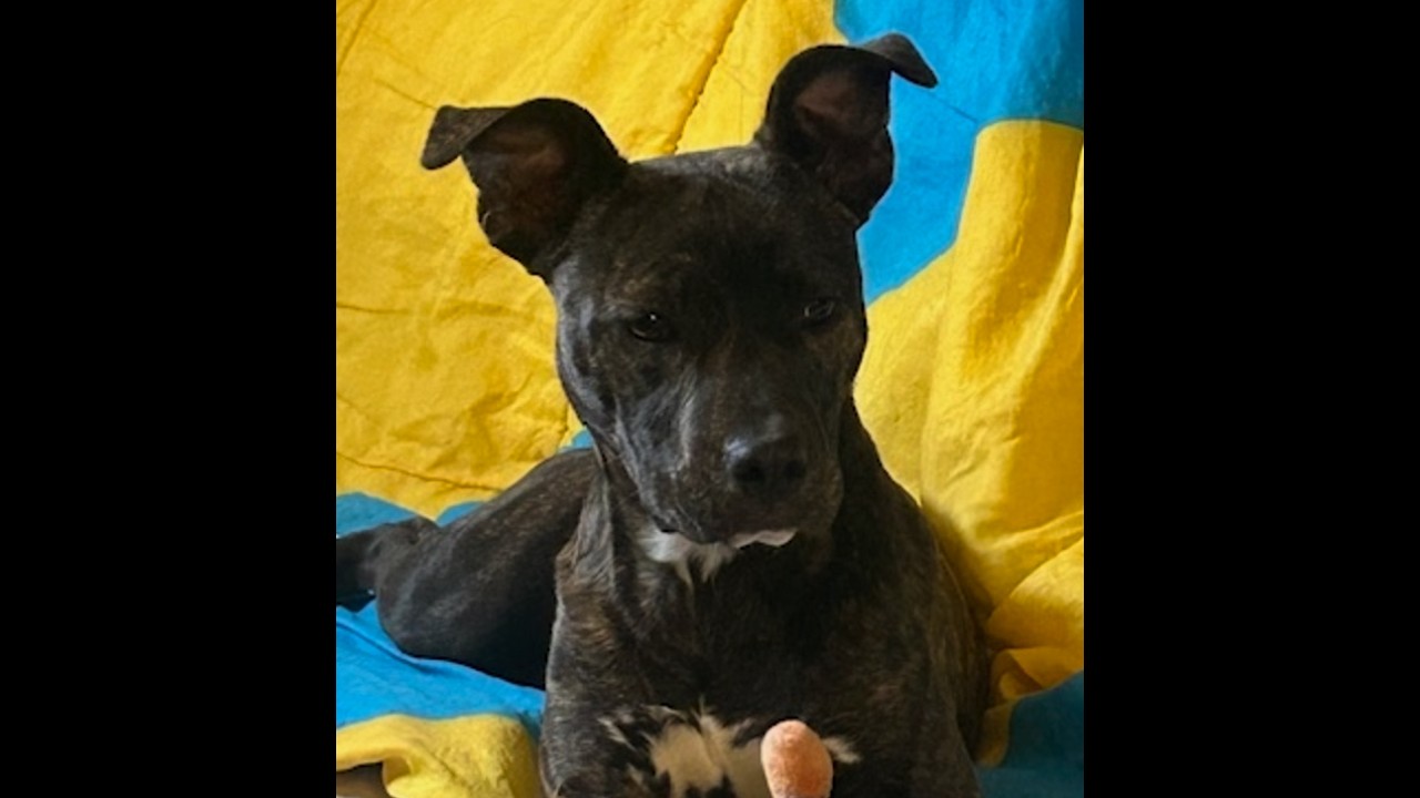 Bonnie ~ Special Girl, a ADOPTABLE mixed breed in Woburn, MA video 5/6