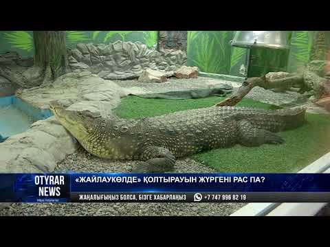 «Жайлаукөлде» қолтырауын жүргені рас па?