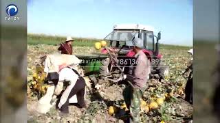 Pumpkin Seed Harvester | How are Pumpkin and Watermelon Seeds Collected? | Pumpkin Seed Extractor