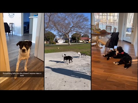 Reason why nobody wants to steal my dog