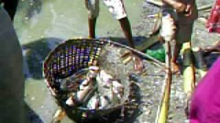 preview picture of video 'পুকুরে মাছ ধরা (Fishing in ponds) Part-2'