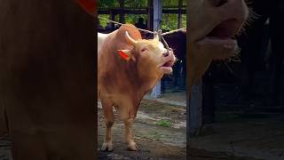 Download lagu Cow MOO Sound Effect || Suara Sapi MOO mp3