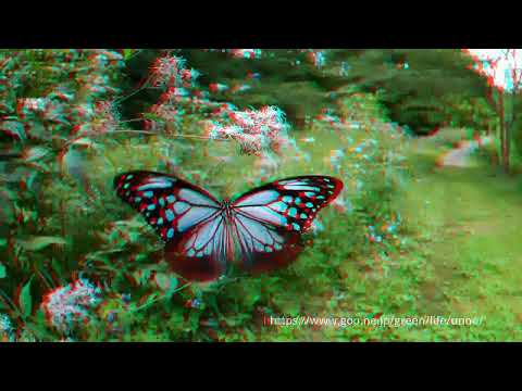 アサギマダラの飛翔　3Dアナグリフ動画