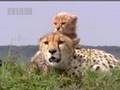 Cute Baby Cheetah Cubs In Danger BBC Wildlife