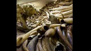 Separated: The Story of Endangered Species