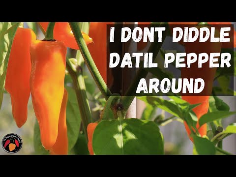 Datil Pepper Review and Tasting of this Great Tasting Florida Treat
