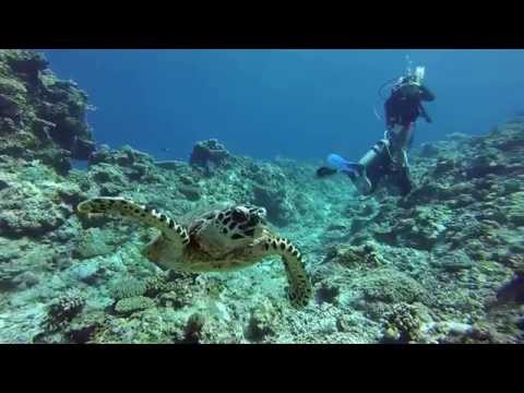 Diving Apo Reef in Mindoro Philippines HD