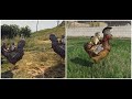 Skyrim Chicken Rider (Mods) 1