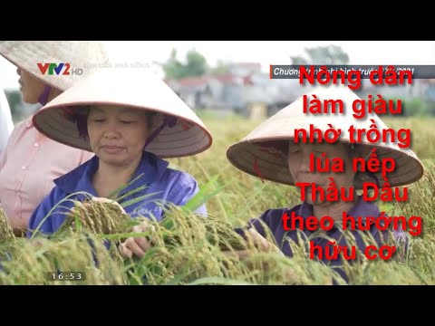 , title : 'Nông dân làm giàu nhờ mô hình trồng lúa nếp Thầu Dầu theo hướng hữu cơ'