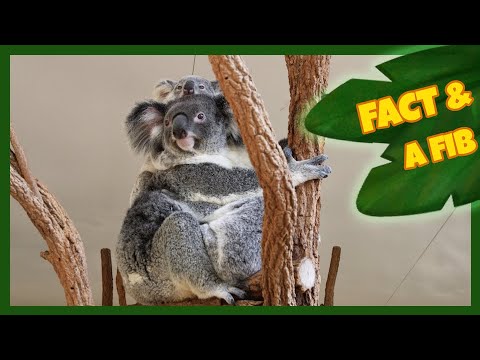 Two Facts and a Fib! | Koala | The Wishmas Tree