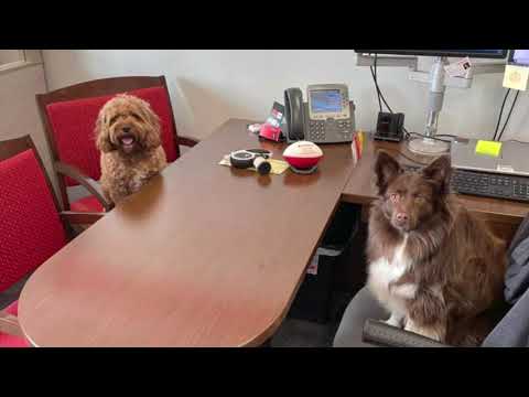 Axel and Archie | Why Pet Medical Insurance Matters | State Farm®