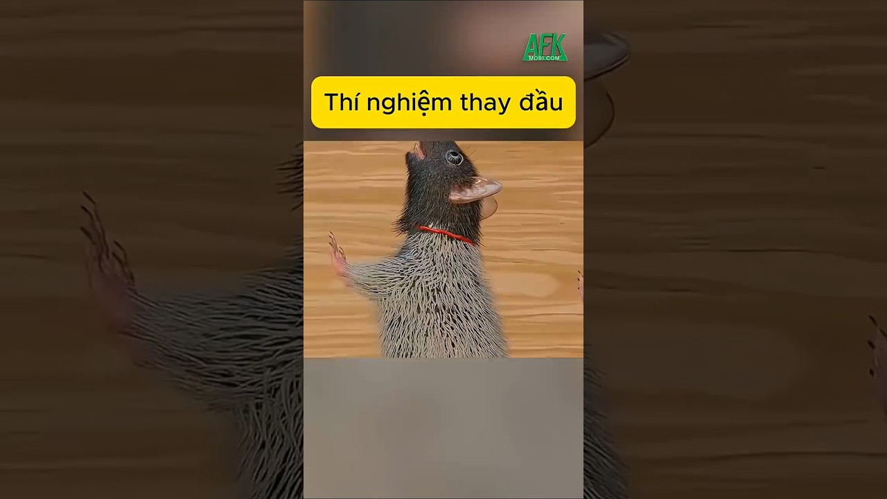 Thí nghiệm thay đầu ở động vật