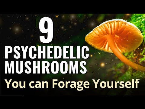9 Psychedelic Mushrooms You can Forage Yourself