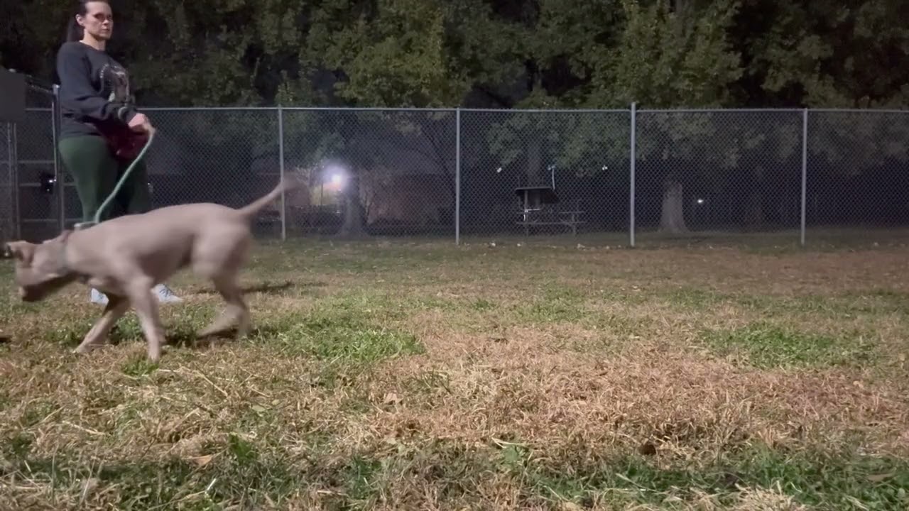 Enlarge Miette, a ADOPTABLE Pit Bull Terrier in Chicago, IL video 5/5