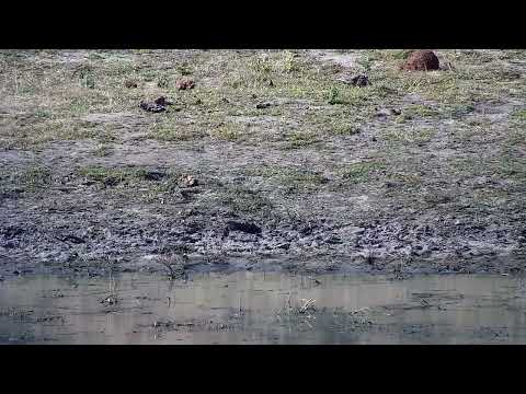 Djuma: Blacksmith Lapwing chicks feeding - 15:15 - 09/03/2022