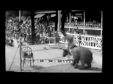 Bear KO Man [ Boxing ]
