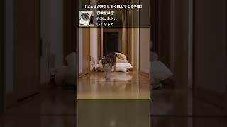 【癒し動画】ばぁばが呼ぶと跳んでくる子猫【召喚獣はる短編】