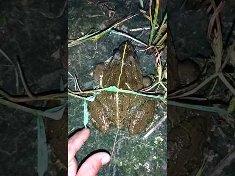 Froggy and Toad's FUNNIEST Moments! #frogshorts