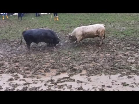 KORIDA KOD ACE BATARA - BRONZANI MAJDEN 2022 MEDONJA - JABLAN