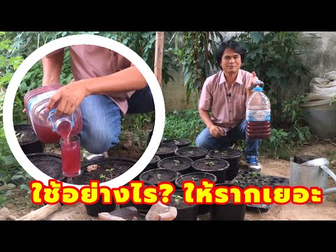 จุลินทรีย์สังเคราะห์แสง ใช้อย่างไรให้รากเยอะ | เกษตรกรชาวบ้าน