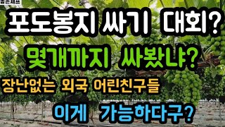 #샤인머스켓재배기술 #포도봉지외국인놉일꾼인력  #대형시설비닐하우스당도비대