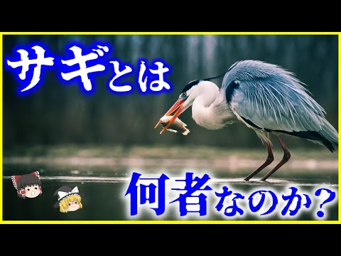 アオジインコについて詳しく解説