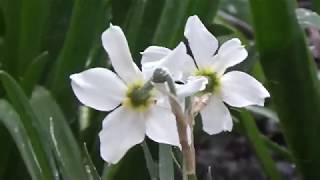 WE-RE GONNA HOLD ON, vom rezista totuși, EMMYLOU HARRIS AND SOLOMON BURKE