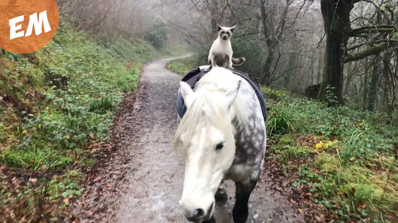 The Purrrfect Ride!
