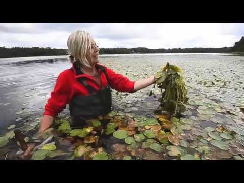 Sjögull i Vita Sjö.