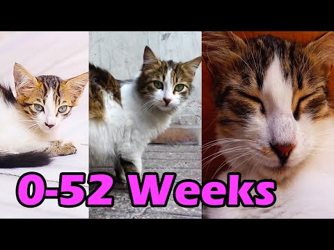 HOW Baby Kitten GROW: 0-52 Weeks! 😍 BEFORE & AFTER