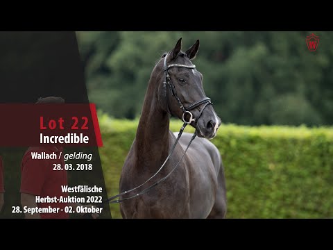Herbst-Auktion Lot 22 Incredible Wallach v. Asgard's Ibiza - Romanov Blue Hors