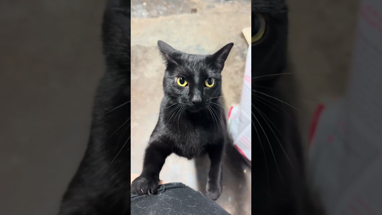 Wilma, a Adoptable mixed breed in Libertyville, IL video 6/6